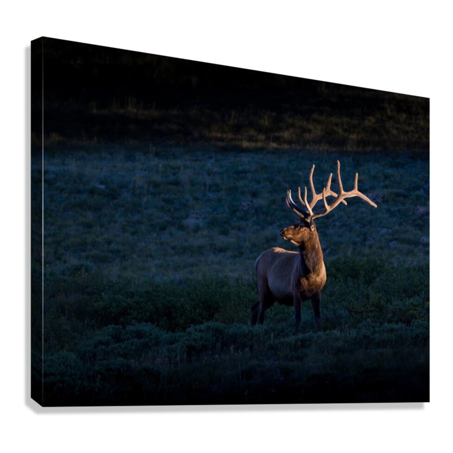 "LIGHT BEAM" BULL ELK - PRINT