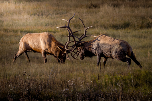 "LOCKED IN LIGHT" BULL ELK - PRINT