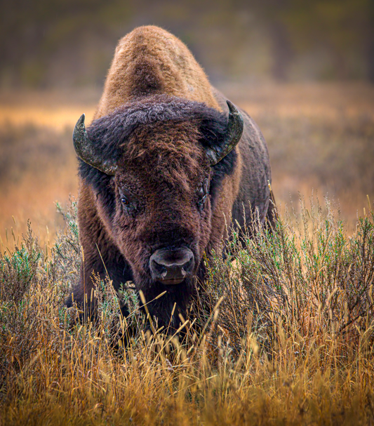 "MISTY MORNING" BISON - PRINT