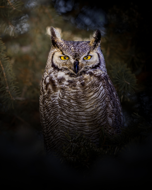 "OLD SOUL"  GREAT HORNED OWL - PRINT