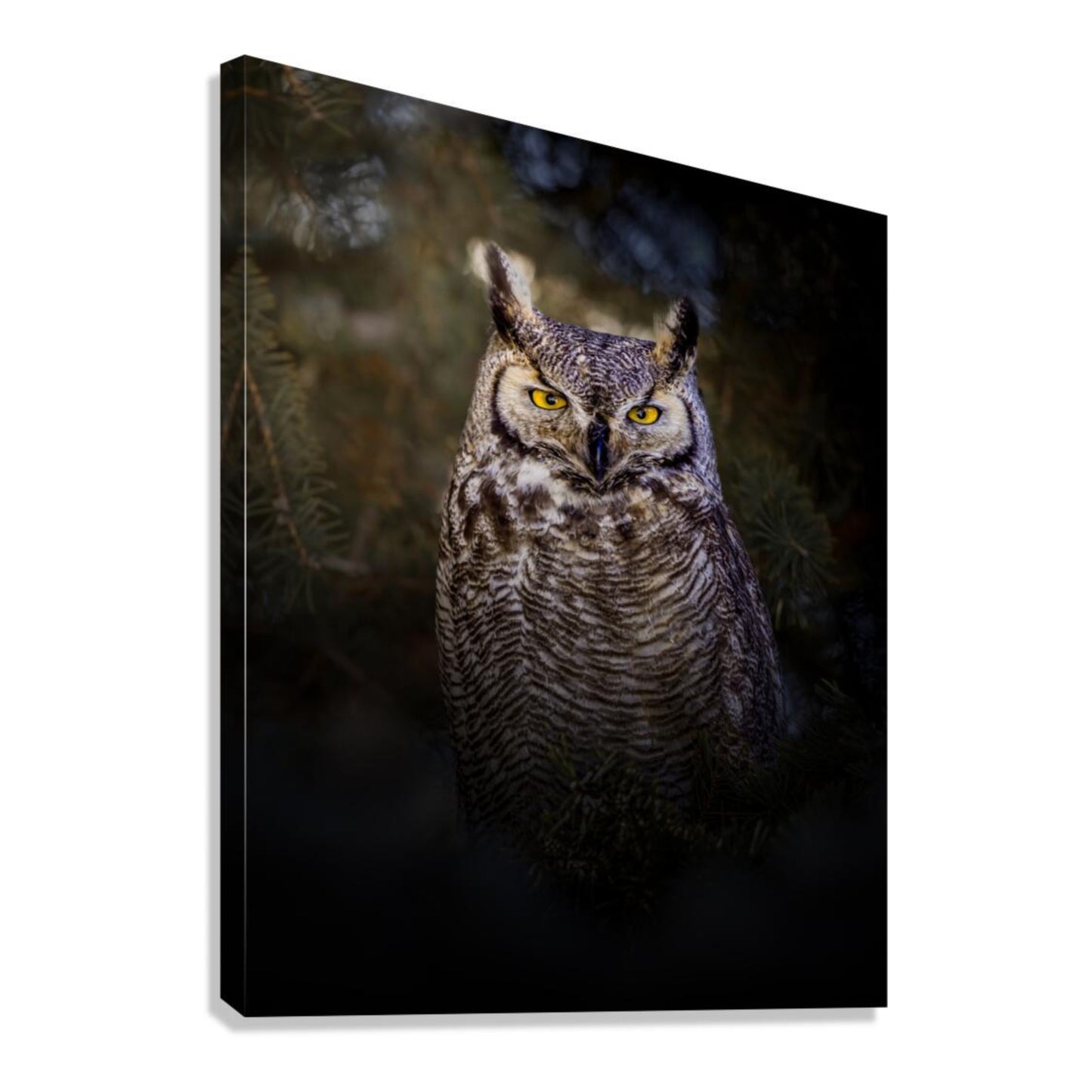 "OLD SOUL"  GREAT HORNED OWL - PRINT