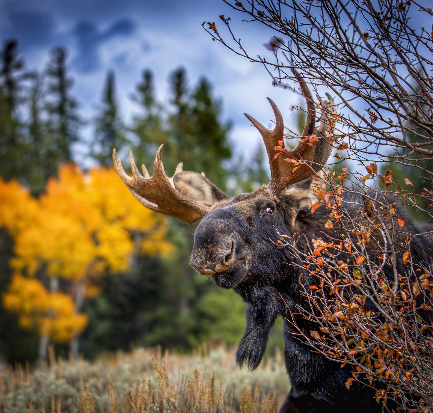 "PEEK A MOOSE" BULL MOOSE - PRINT