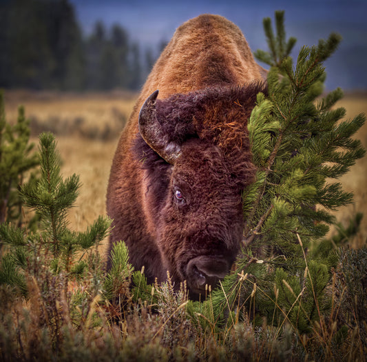 "RUBBIN" BISON - PRINT