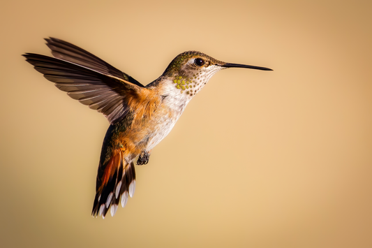 "SANDY" HUMMINGBIRD - PRINT