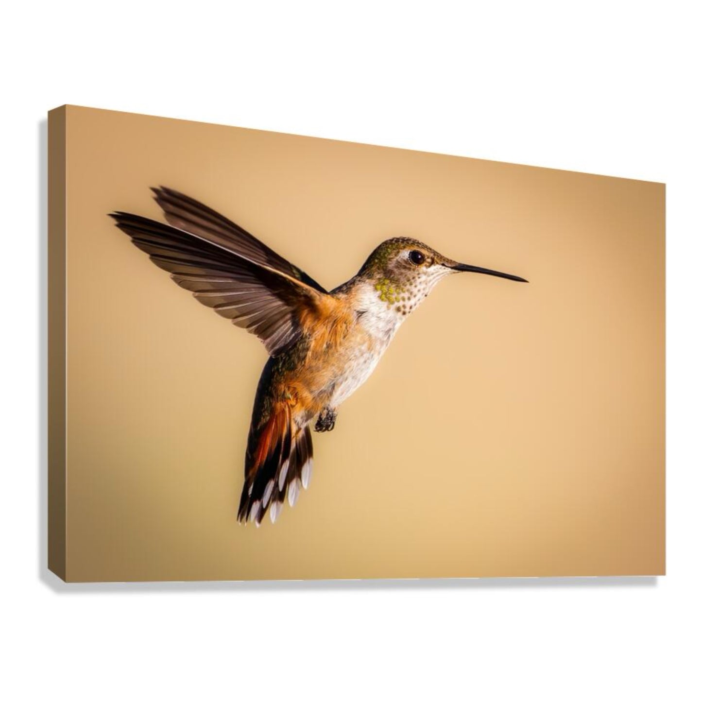 "SANDY" HUMMINGBIRD - PRINT