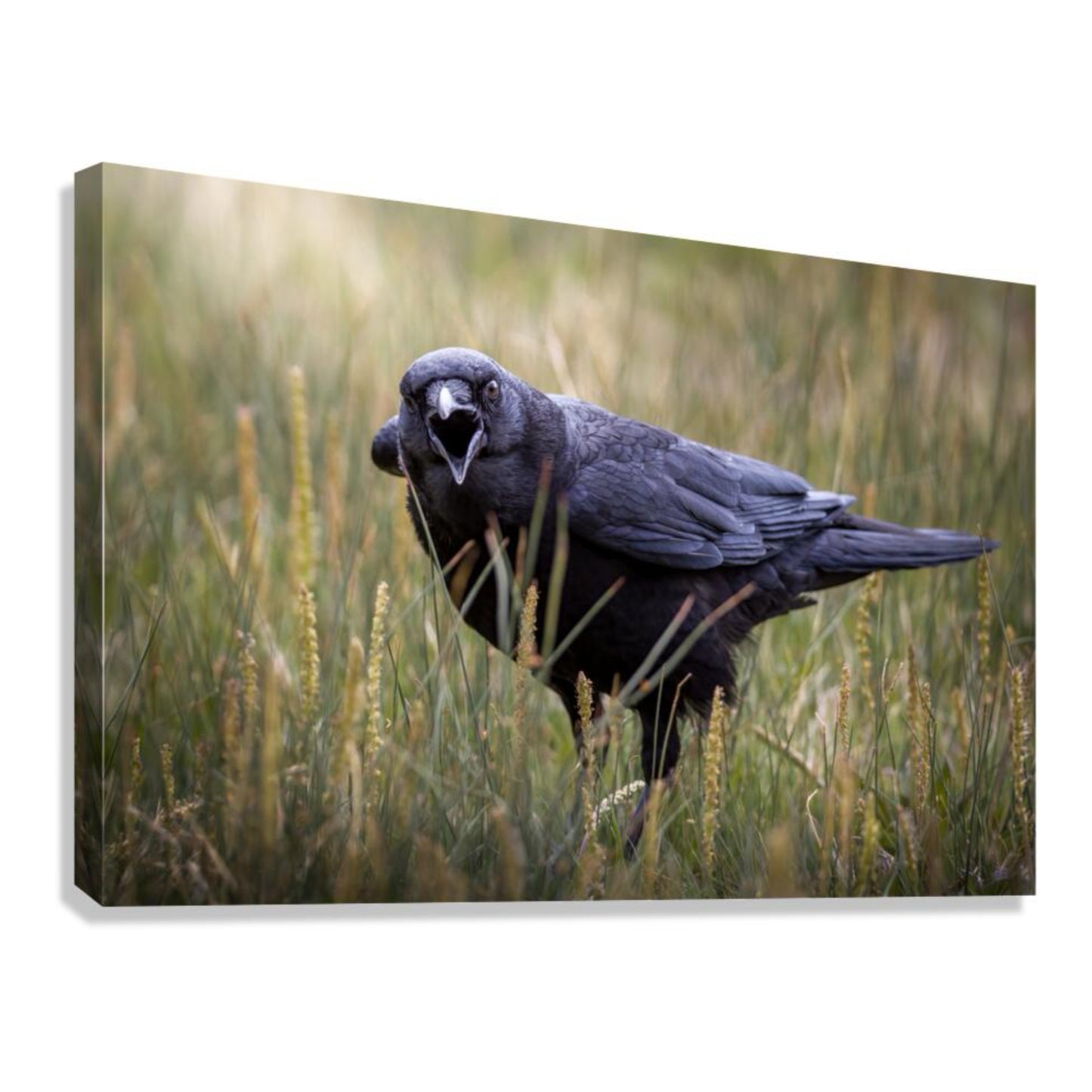 "SCAVENGER CALL" RAVEN - PRINT