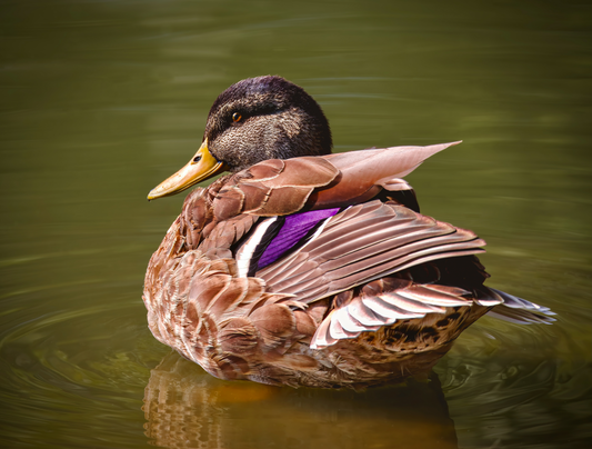 "SETTING COLOR" DUCK - PRINT