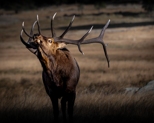 "WILD SIDE" BULL ELK - PRINT