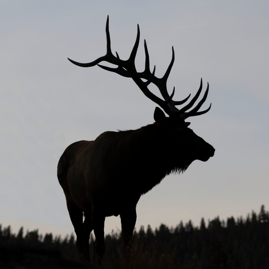 "SILHOUETTE" BULL ELK - PRINT