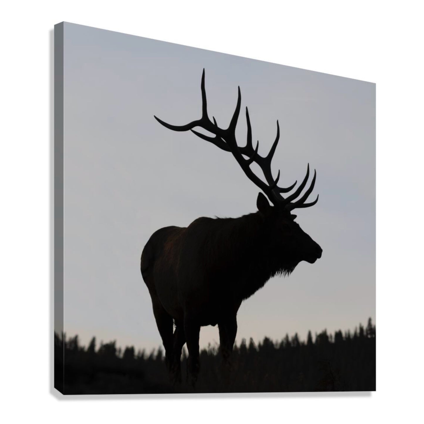 "SILHOUETTE" BULL ELK - PRINT