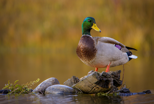 "SNAKE RIVER DRAKE" MALLARD DUCK - PRINT