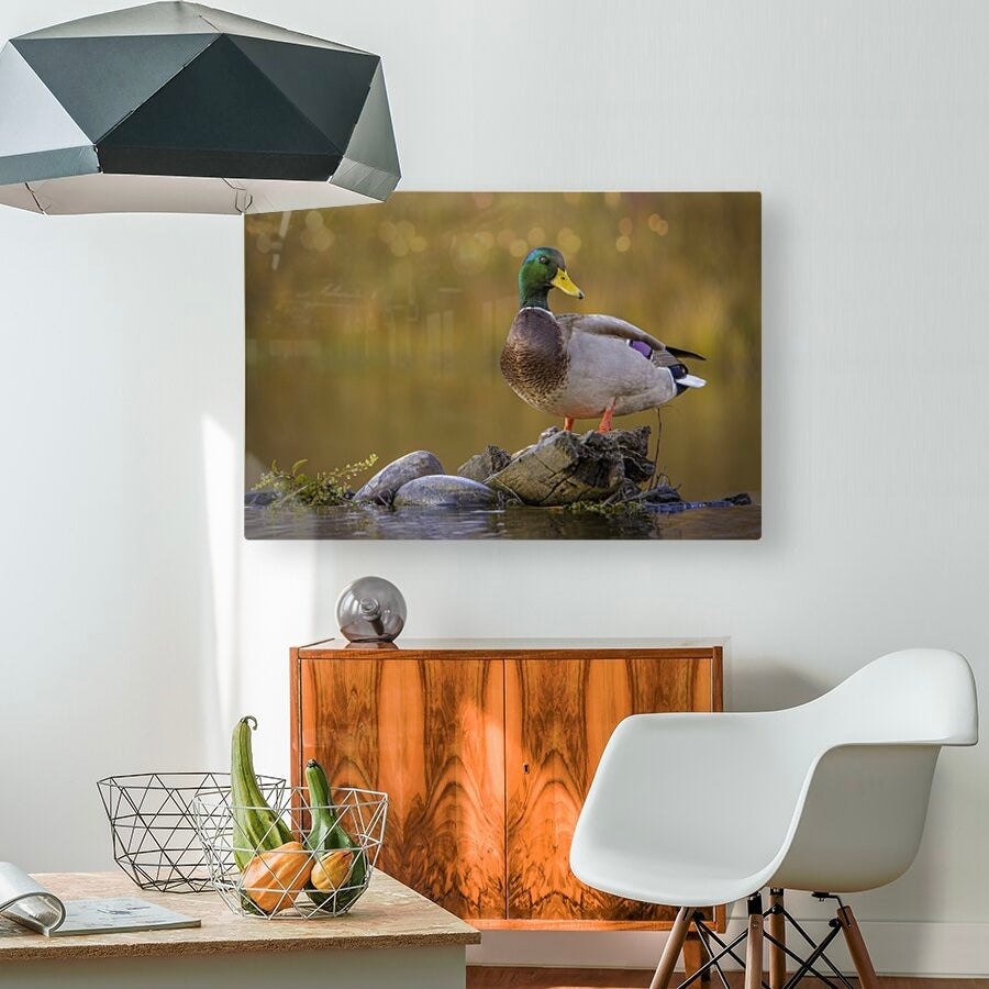 "SNAKE RIVER DRAKE" MALLARD DUCK - PRINT