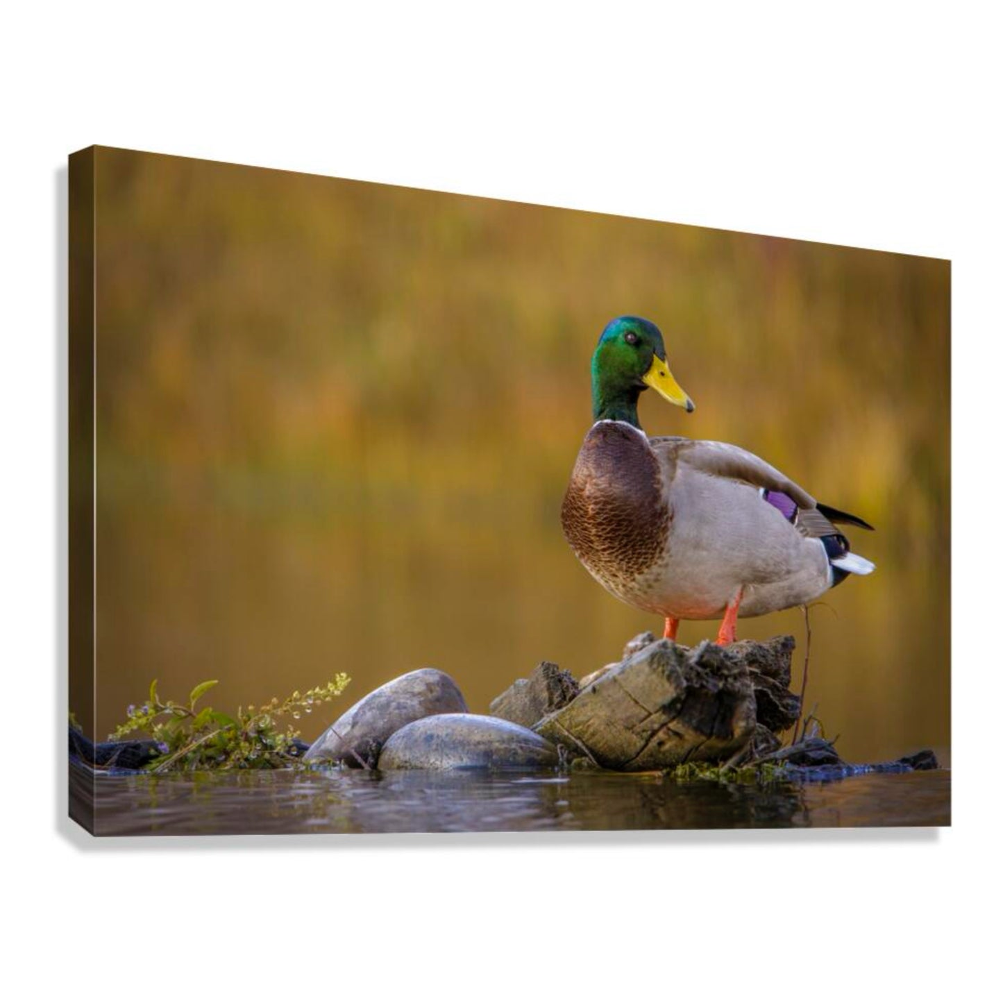 "SNAKE RIVER DRAKE" MALLARD DUCK - PRINT