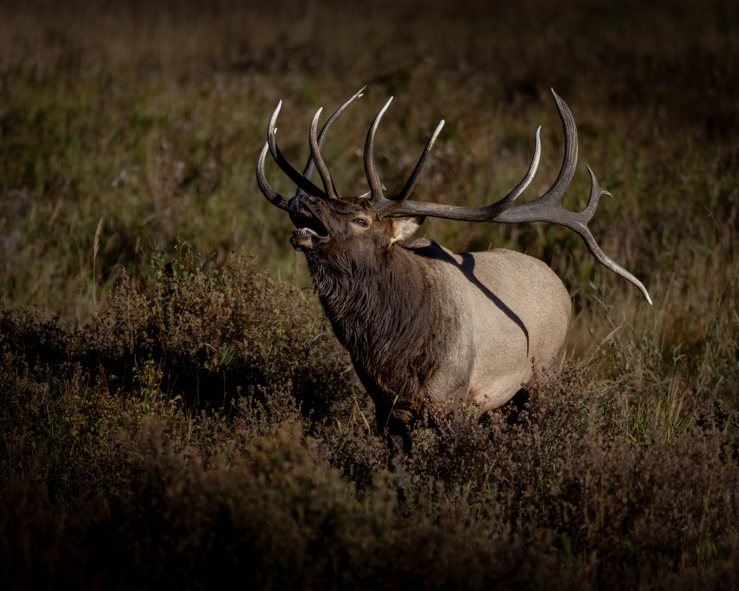 "SPLIT DECISION" BULL ELK - PRINT