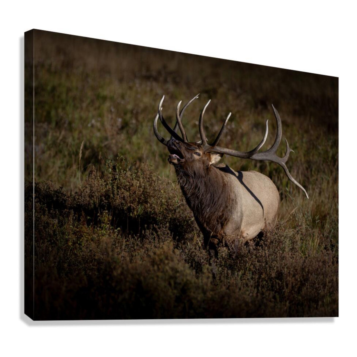 "SPLIT DECISION" BULL ELK - PRINT