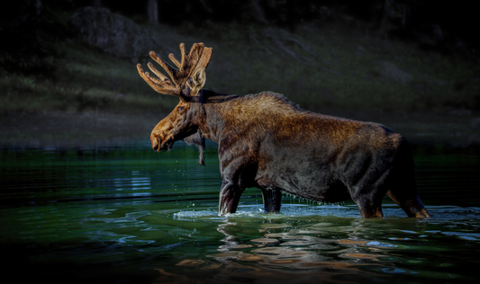 "SPOTLIGHT"  BULL MOOSE - PRINT