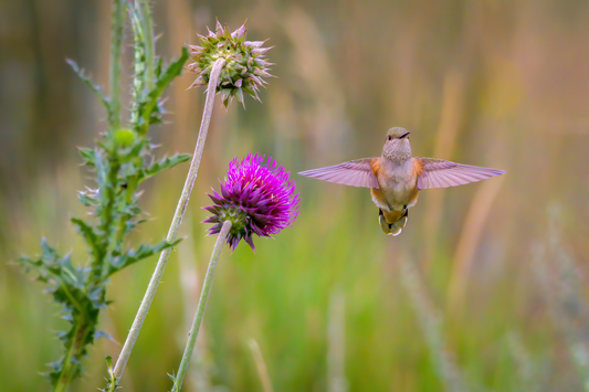 "THISTLE WINGS" HUMMINGBIRD - PRINT