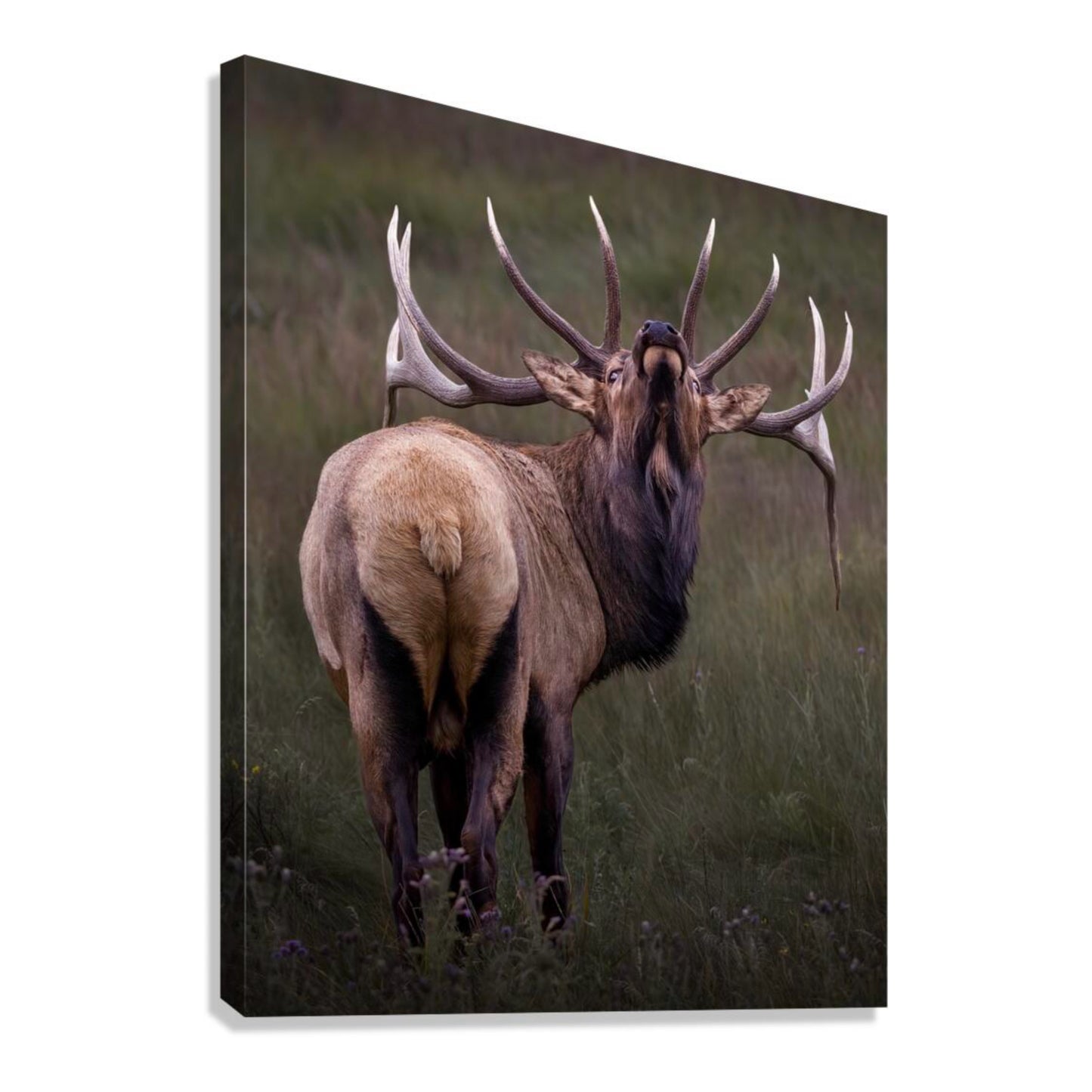 "BEYOND" BULL ELK - PRINT