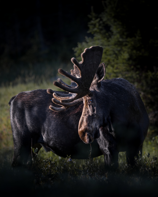 "VELVET HIGHLIGHTS" BULL MOOSE - PRINT