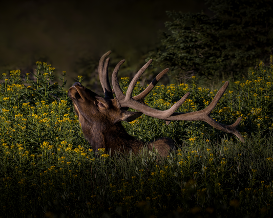 "WILDFLOWER SUNBATH"  BULL ELK - PRINT