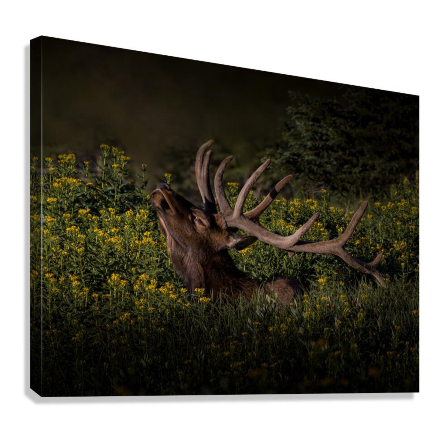 "WILDFLOWER SUNBATH"  BULL ELK - PRINT